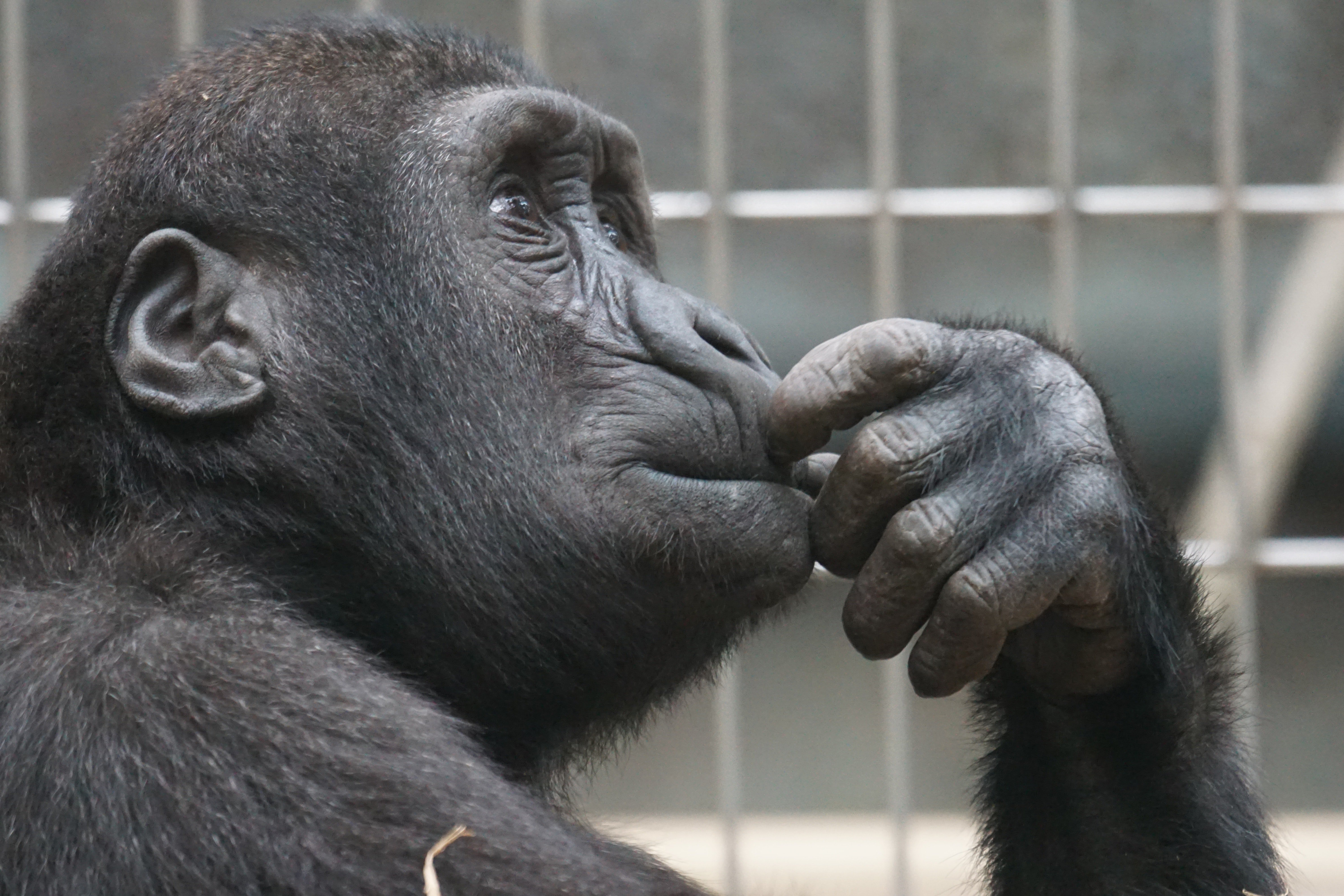 ape-chimp-chimpanzee-33535 (2)